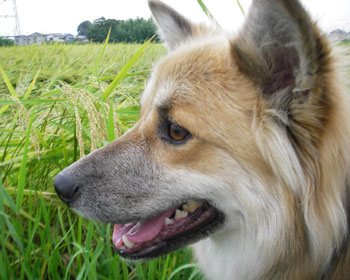 �������͊���Ȃ��́H