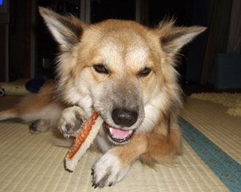 �܂��o�J���ۂ��H