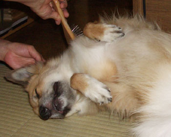 �u���V�͌������Ă�