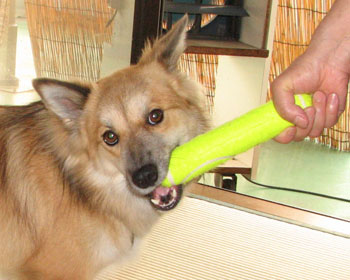 ���̎d���Ȃ�