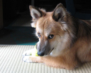 ��l�V�т͂܂�Ȃ�