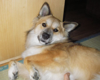 ���̊p�x���D��