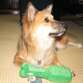 �V�����I���`���H