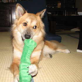 �������ł���H