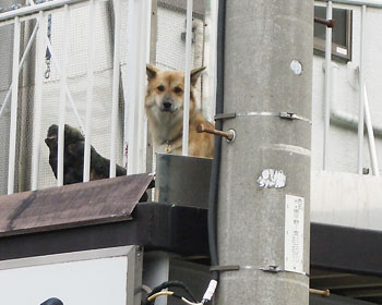 ����Ԃ͔߂���