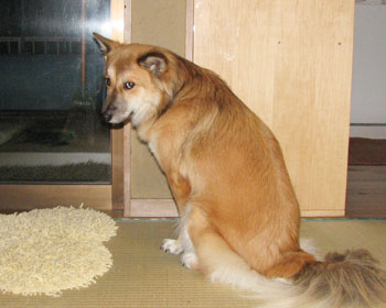 �O�ɏo����