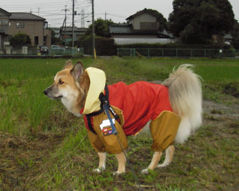 ���N�͉J�����Ȃ�����