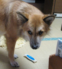 �Ȃɂ����傪�����