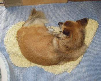 �\�ꂽ�ӔC������ē����`�ŐQ��