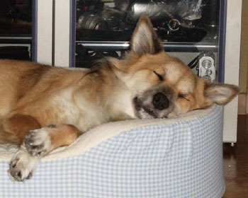 �����Ȃ��Ă�������~�p�x�b�h���o��