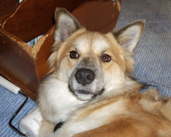 �Ȃł��Ă�����Ɩ���