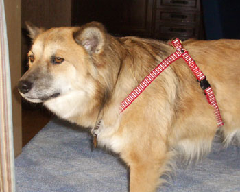 �V�����n�[�l�X�̎����Ōł܂�