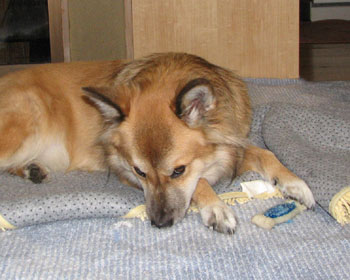 ���Ȃ�s���Ȋ�