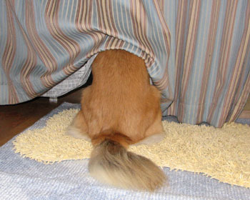 ���낻��U���ɍs������