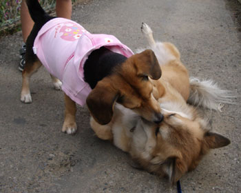 �`�����̔M�󈥎A