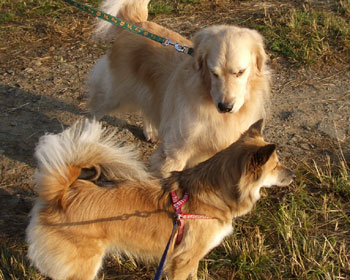 �傫�����F�B