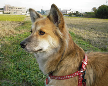 �����̌�������Ƃ��͌�����