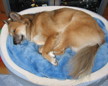 �����̂ł��������V�[�c���o��