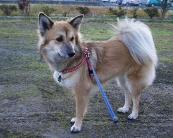 �ŋ߁A���͔��Â�