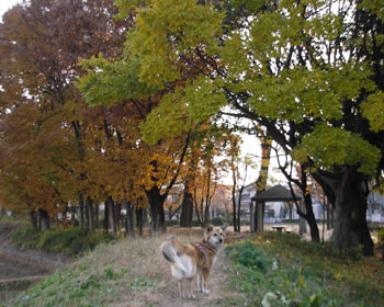 ������ƑO�̍g�t