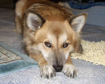 �H���������������ɂ��͂񂪒x���Ƃɂ��