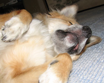 �o�J���ۂ��Q�Ă݂�