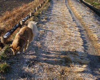 ���Ő^����