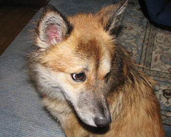 ��J�ł����傮����