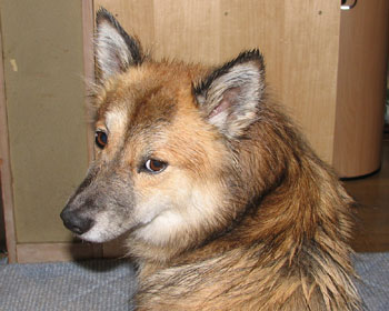 �J�b�p��͋@��������