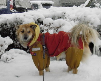 �T�N�Ԃ�̑�Ⴞ����