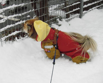 �I�V�b�R���܂܂Ȃ�Ȃ�