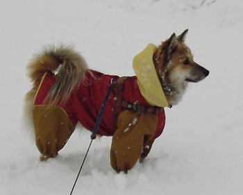 �T�N�O�͐��܂�ĂȂ�����