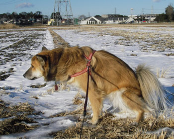 �����ėn���Ȃ�����ߌ���y����