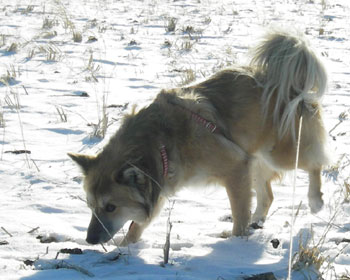 ���͐Ⴊ�D��