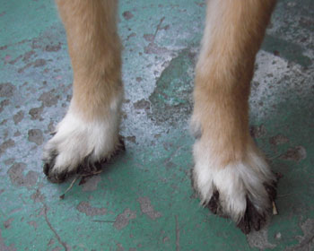 �c��ڂ͂ʂ����