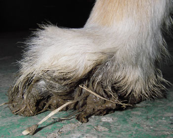 �T���_���͂��Ă�݂���