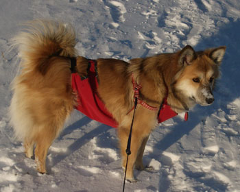 �����̓T�N�T�N�ōō�