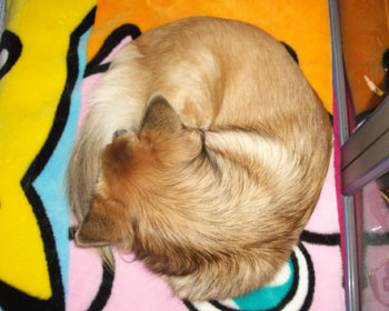 ���邭��̃V�[�Y������