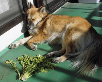 �卪�Ƃ�������ɐQ��