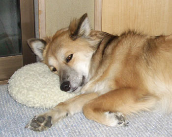 ���͂���Ɍ����