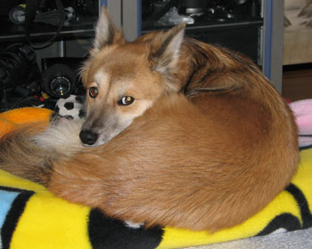 �X���ė�������