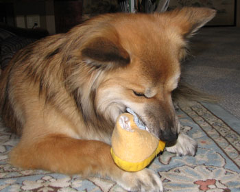 �C�ɓ�����