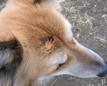 �z�̃I�i���~�ɋC�Â��Ȃ�