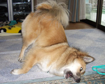 �J�̓��͖\���