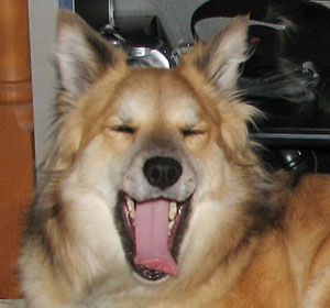 ���낻��Q�鎞��