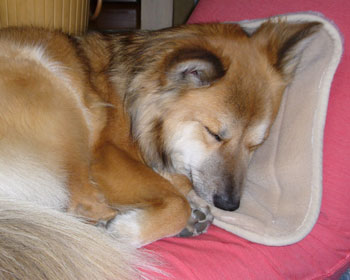 �������č��֎q�ɕ@��������