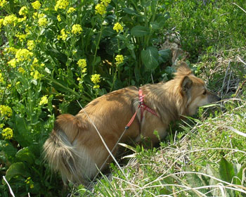 �؂̉Ԃ����������ĒT��