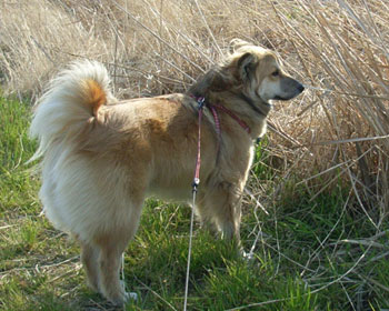 �s�P�{�ڂ�����