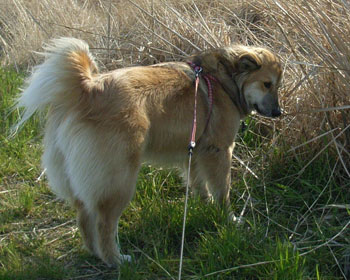 �Q�{�ڂ��ʂ���Ȃ�