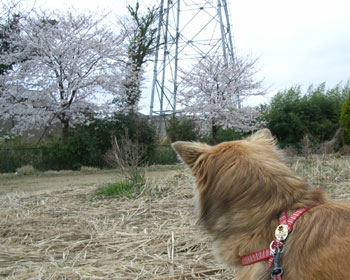 �ǂ��܂����Ǎ������J����